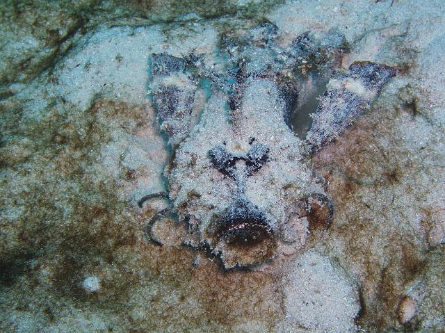 Filament-Teufelsfisch 210.jpg